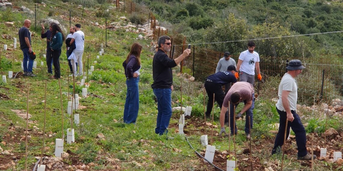 נטיעות של תקווה וזיכרון: כרם חדש בהרי השומרון מנציח את גיבורי חרבות ברזל