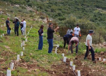 נטיעות של תקווה וזיכרון: כרם חדש בהרי השומרון מנציח את גיבורי חרבות ברזל