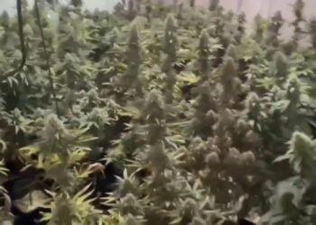 דירה בשכונת בצוותא שימשה מעבדת סמים