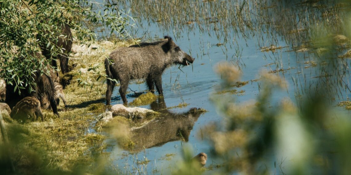 טרגדיה בטיילת הצפונית: "צרחתי 'הוא מת, הוא מת'"