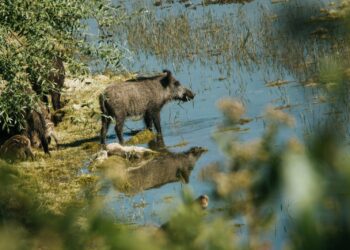 טרגדיה בטיילת הצפונית: "צרחתי 'הוא מת, הוא מת'"