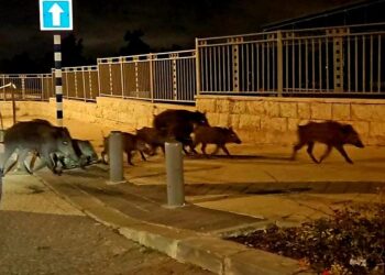 שגרה מטרידה: חזירי בר ברחובות חריש, ההסברה עוד לא החלה