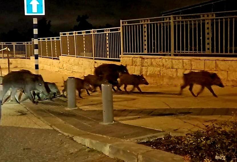 שגרה מטרידה: חזירי בר ברחובות חריש, ההסברה עוד לא החלה