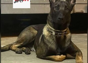 פרשת הירי בכלבה בחריש: היורה שוחרר למעצר בית